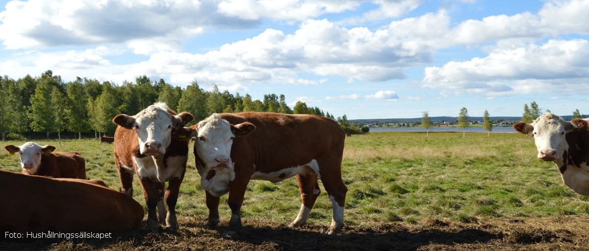 Permalänk till: Gröna näringar